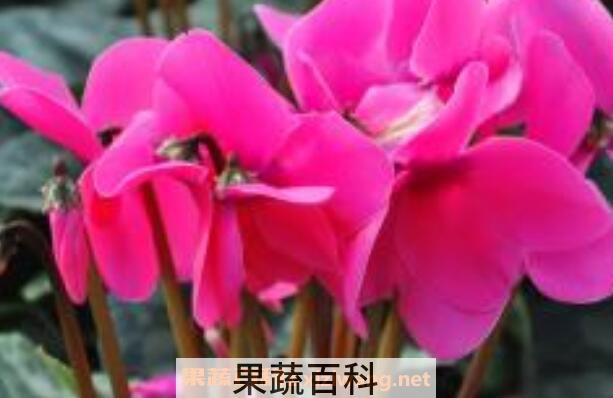 仙客来的养殖方法和注意事项 仙客来怎么养