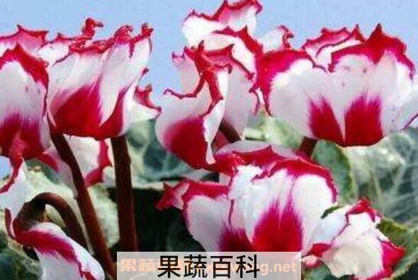 仙客来的养殖方法和注意事项 仙客来怎么养
