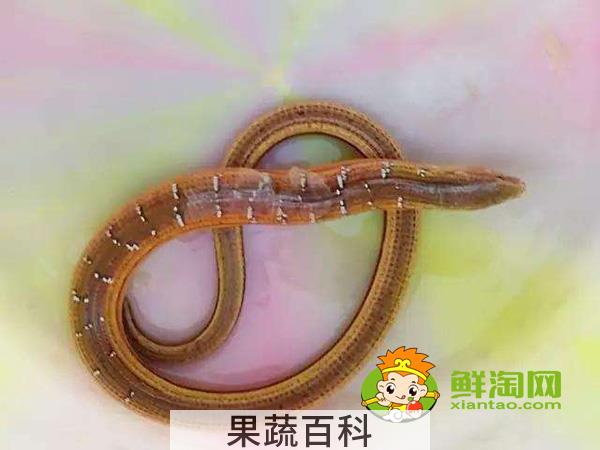 山黄鳝能吃吗，山黄鳝的药用价值介绍