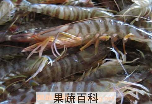 河虾和基围虾的区别 基围虾的营养价值