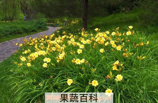 萱草的功效与作用及药用价值