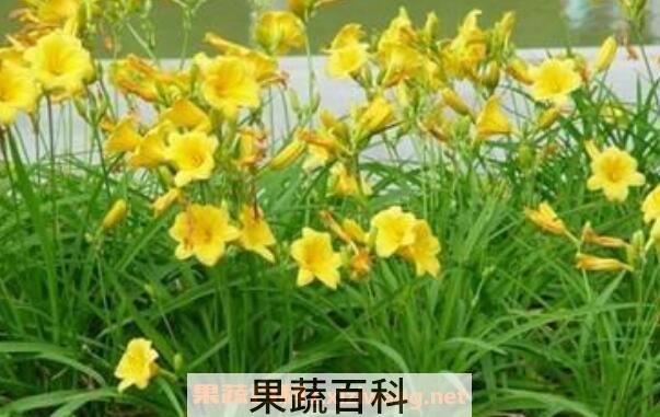 萱草的功效与作用及药用价值