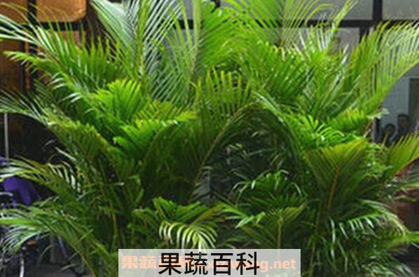 散尾葵的养殖方法以及注意事项