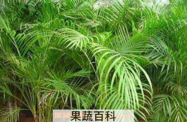 散尾葵的养殖方法以及注意事项