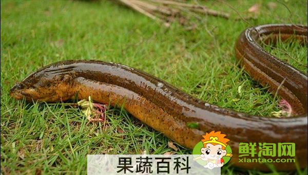野生黄鳝鱼吃什么食物长的快，一般野生的黄鳝可以长到多大