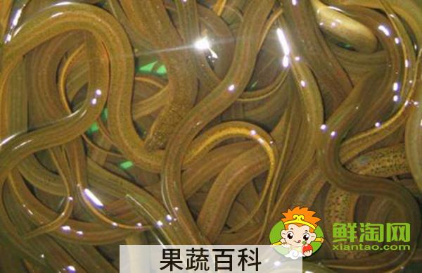 野生黄鳝鱼吃什么食物长的快，一般野生的黄鳝可以长到多大