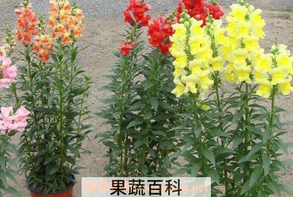 金鱼草怎么养 金鱼草的种植方法