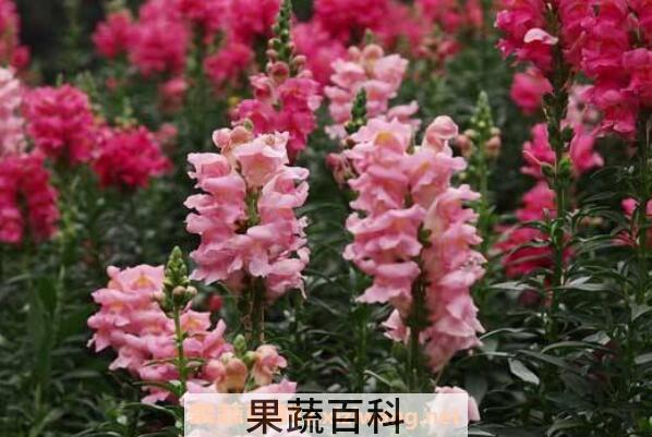 金鱼草怎么养 金鱼草的种植方法