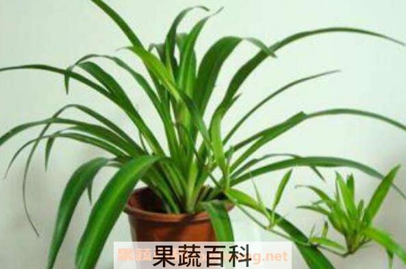 常见观叶植物有哪些 适合在家养殖的观叶植物介绍