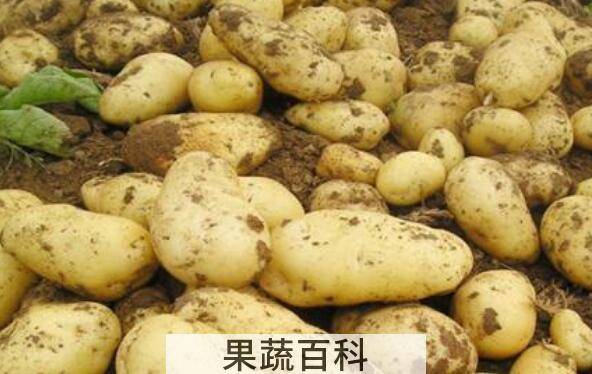 洋芋头的功效与作用及禁忌