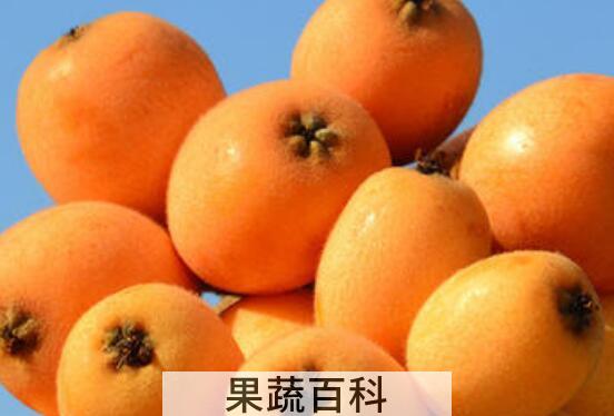 枇杷果是热性还是凉性 枇杷果不适合什么人吃