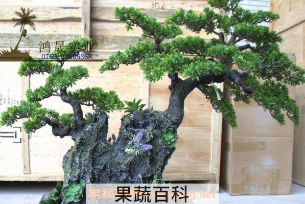 迎客松盆景的养殖方法以及注意事项