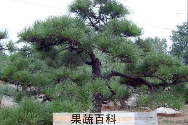 迎客松盆景的养殖方法以及注意事项
