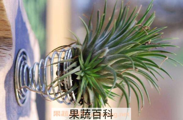 空气凤梨怎么繁殖 空气凤梨对人危害有哪些