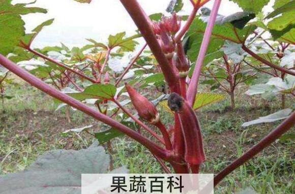紫秋葵种植时间和方法
