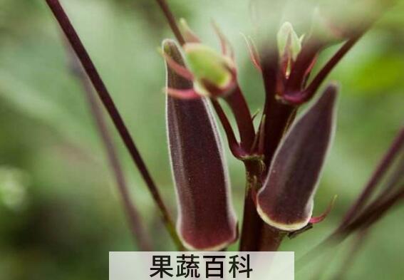 紫秋葵种植时间和方法