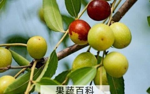 山楂和酸枣的功效与作用