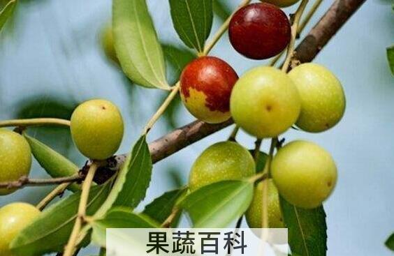 山楂和酸枣的功效与作用