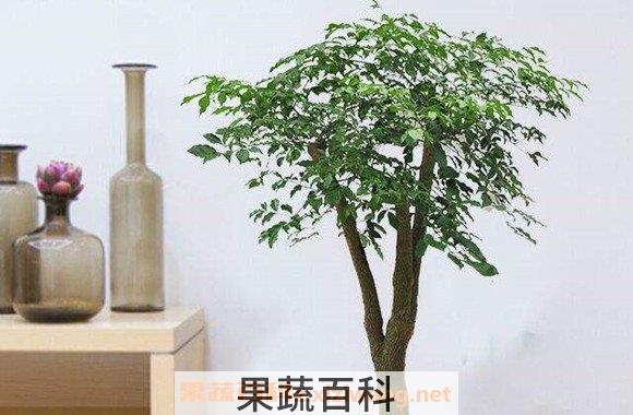 绿宝树