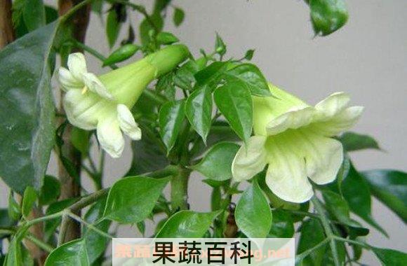 绿宝树