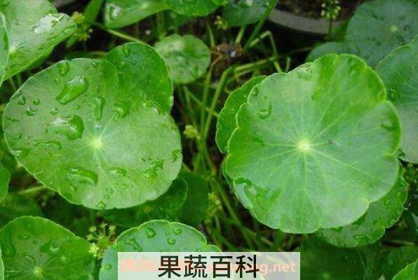 金钱草的功效与作用 金钱草的药用价值