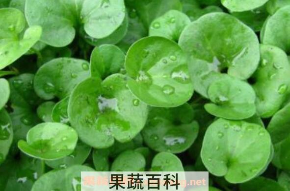 金钱草的功效与作用 金钱草的药用价值