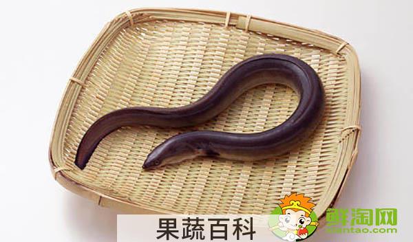 广东黄鳝为什么是缅甸黄鳝，怎么区分缅甸黄鳝和内地黄鳝