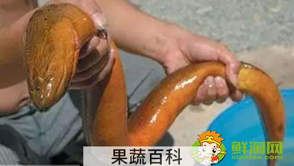 广东黄鳝为什么是缅甸黄鳝，怎么区分缅甸黄鳝和内地黄鳝