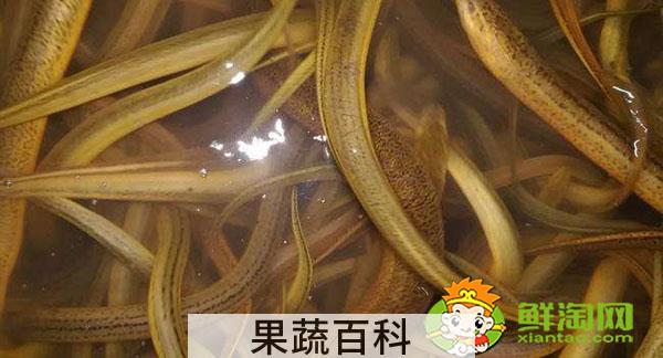 广东黄鳝为什么是缅甸黄鳝，怎么区分缅甸黄鳝和内地黄鳝