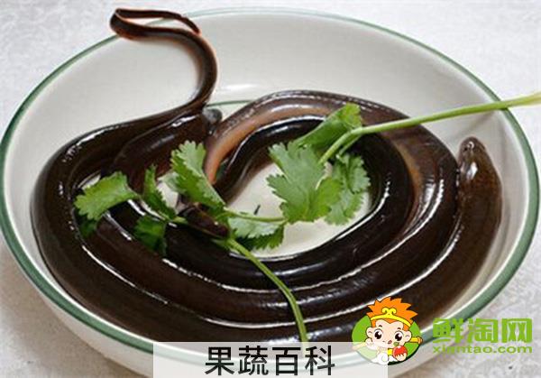 山黄鳝在山上生活么，山黄鳝和黄鳝的区别