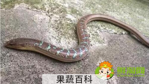 山黄鳝在山上生活么，山黄鳝和黄鳝的区别