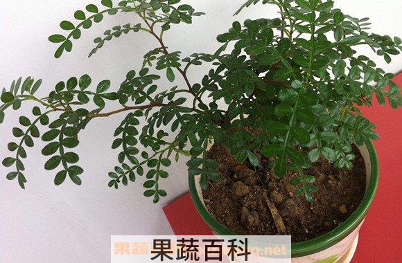 胡椒木