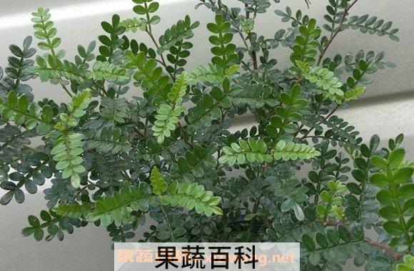 胡椒木