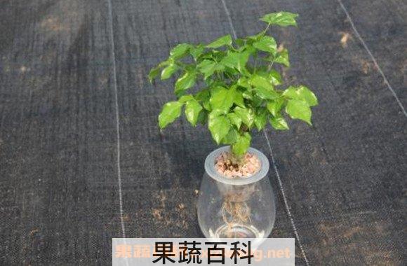 绿宝树