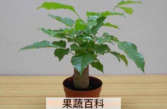绿宝树