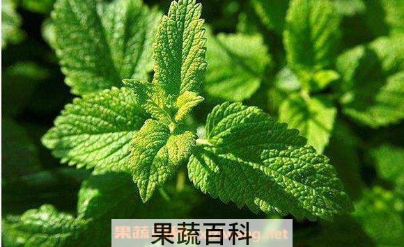 薄荷精油