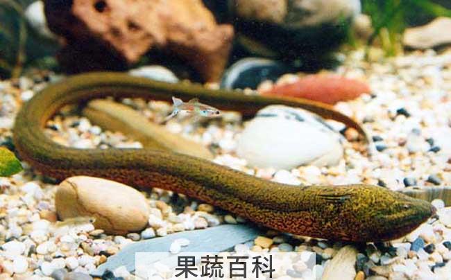 家养黄鳝吃什么食物，野生黄鳝和家养的有什么区别