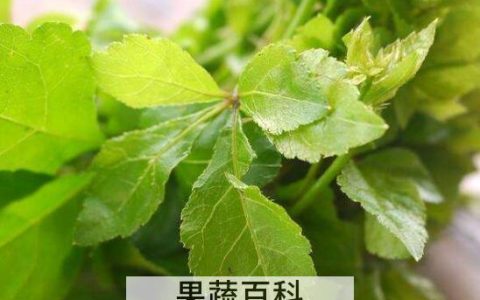 刺五加叶的功效与作用 刺五加叶子怎么吃