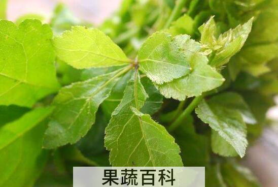 刺五加叶的功效与作用 刺五加叶子怎么吃