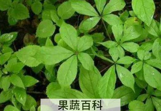 刺五加叶的功效与作用 刺五加叶子怎么吃