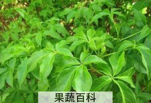 刺五加叶怎么做好吃