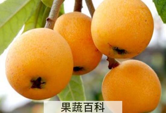 什么人不能吃枇杷 吃枇杷的禁忌有哪些