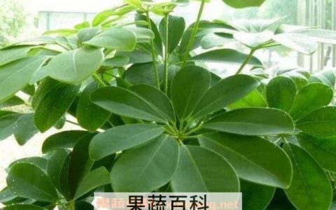 七叶莲怎么种 七叶莲的养殖方法技巧