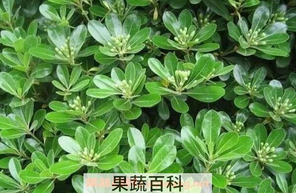 七叶莲怎么种 七叶莲的养殖方法技巧