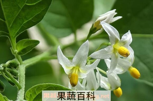 龙葵花的功效与作用 龙葵花像什么