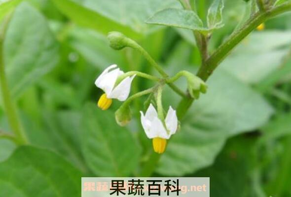 龙葵花的功效与作用 龙葵花像什么