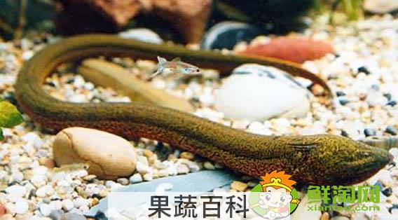 黄鳝吃什么饲料，黄鳝鱼喜欢吃什么饵料