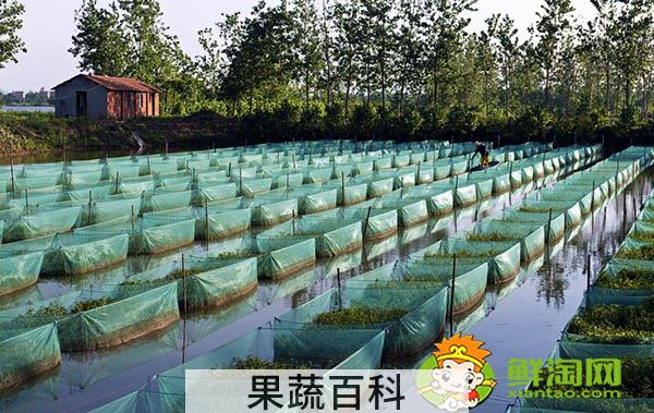 黄鳝吃什么饲料，黄鳝鱼喜欢吃什么饵料