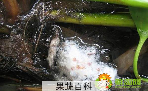黄鳝吃什么饲料，黄鳝鱼喜欢吃什么饵料