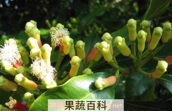 丁香精油的功效与作用
